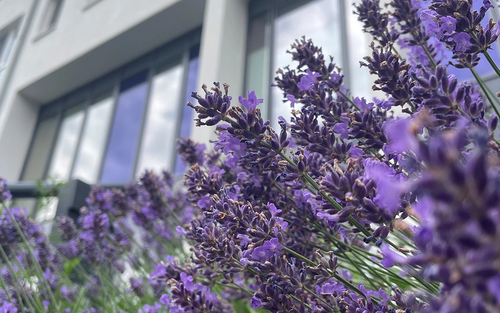 Impression vom Haus der Mitte mit blühendem Lavendel.