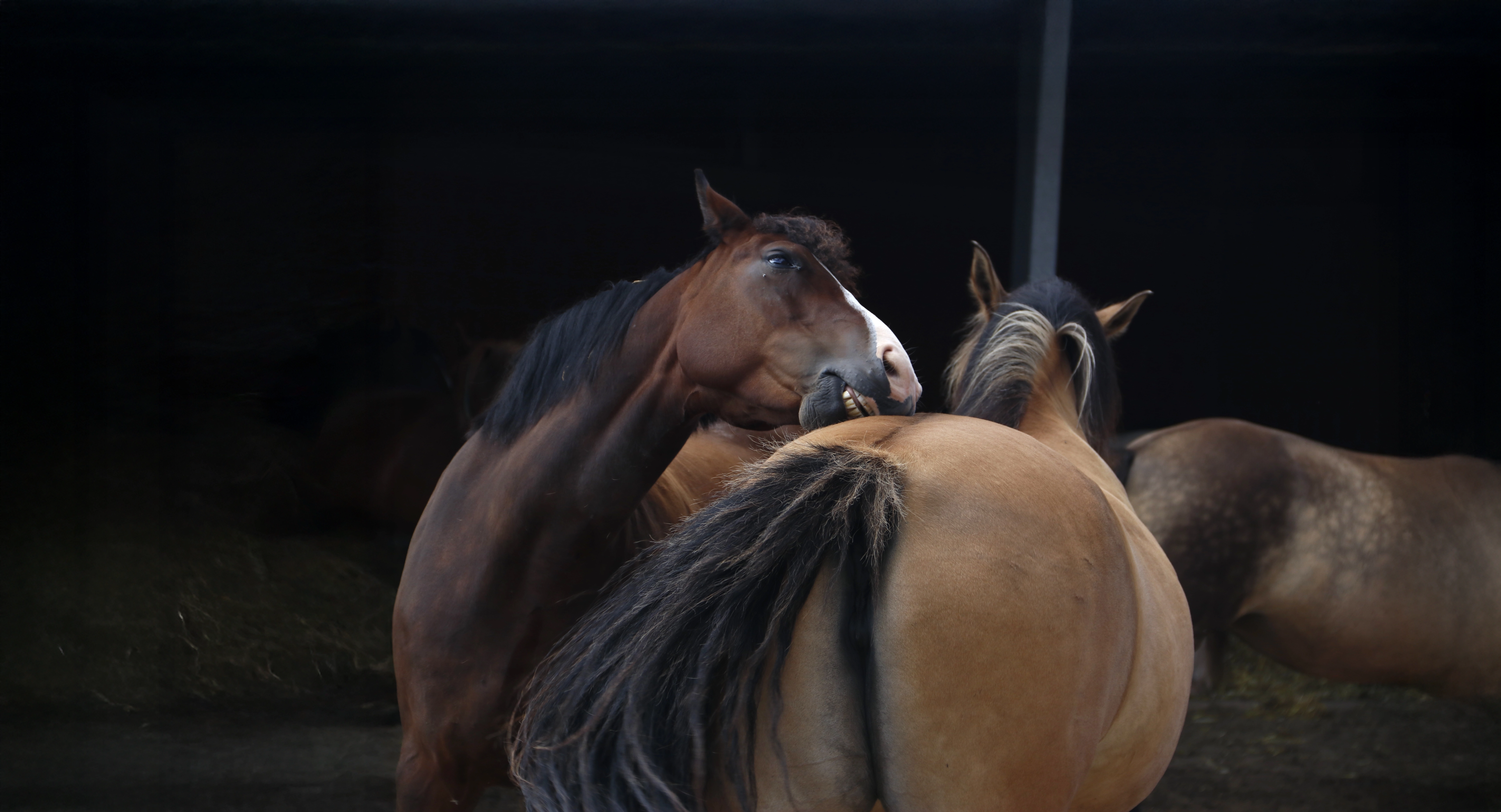 Pferde im Reitstall Pavel.
