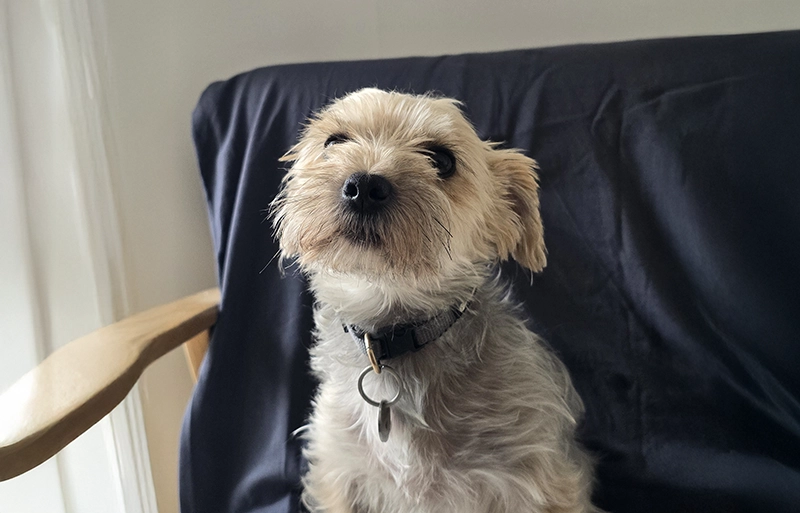 Porträt von Bürohund Frida