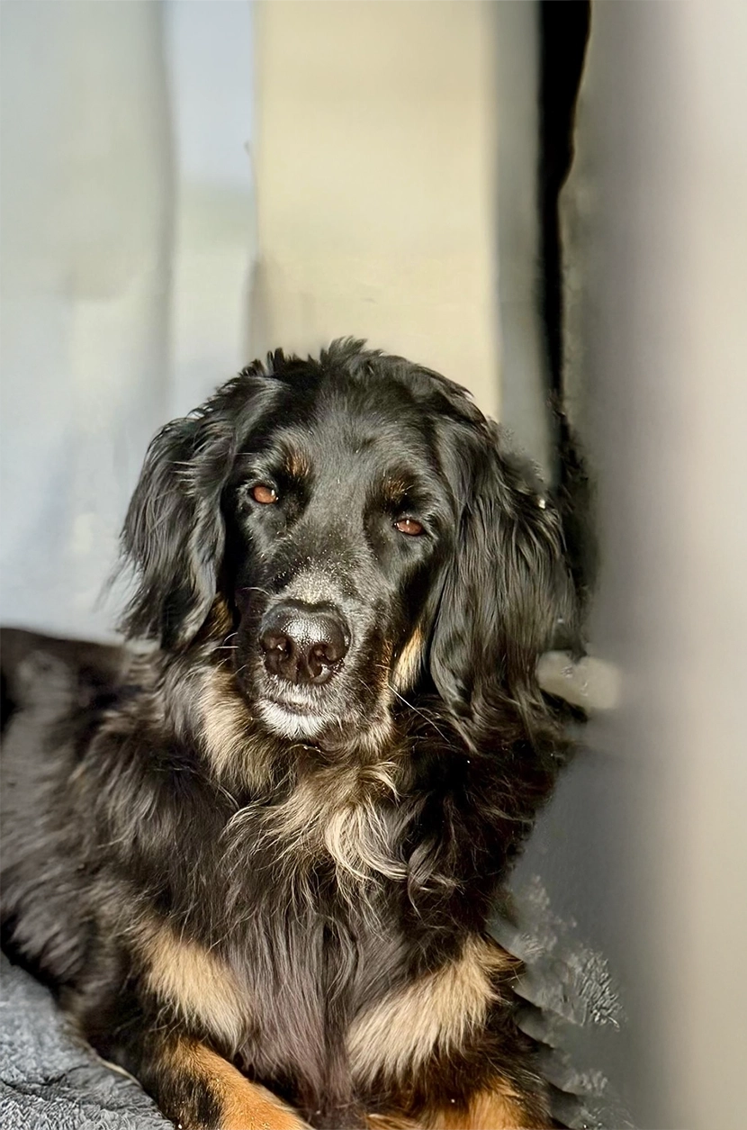 Porträt von Bürohund Isa